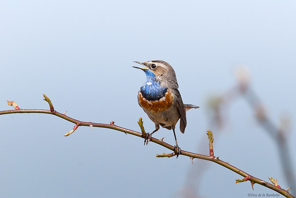 Bluethroat
