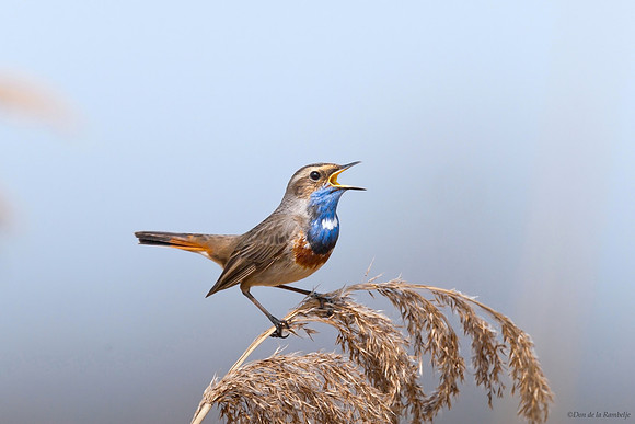 Bluethroat