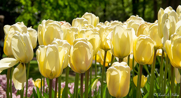 Flowers of Holland