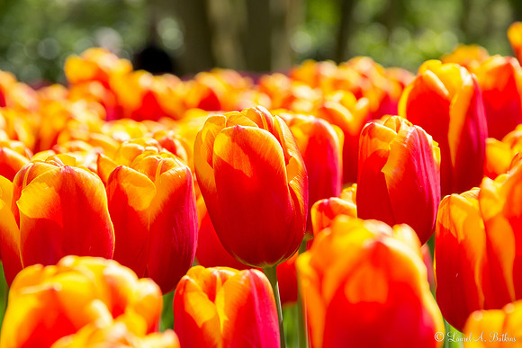 Flowers of Holland