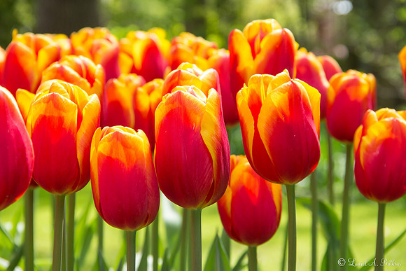 Flowers of Holland