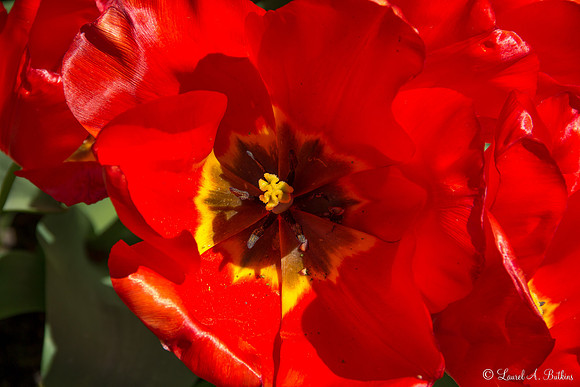 Flowers of Holland
