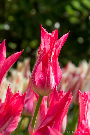 Flowers of Holland