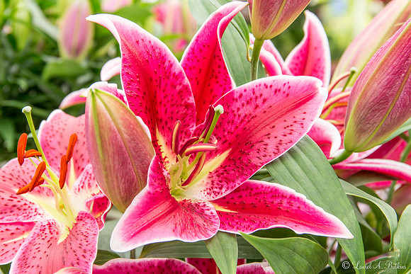Flowers of Holland