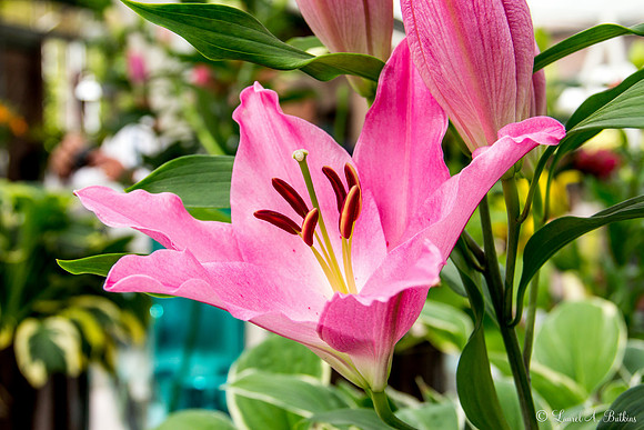 Flowers of Holland