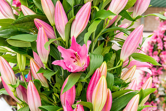 Flowers of Holland