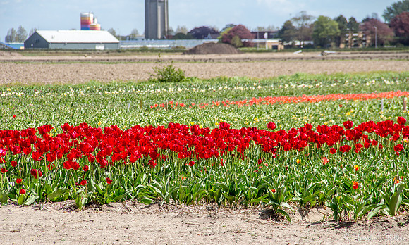 Flowers of Holland