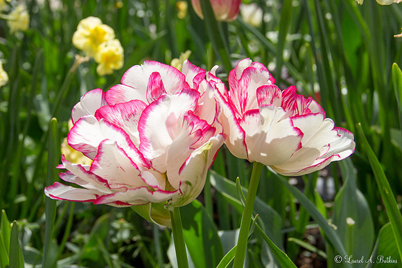 Flowers of Holland