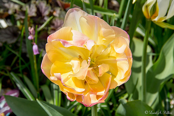 Flowers of Holland