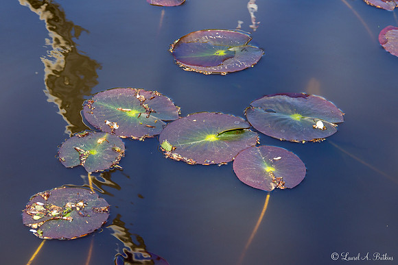 Flowers of Holland
