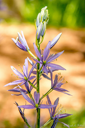 Flowers of Holland