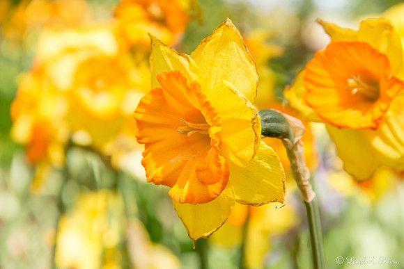 Flowers of Holland