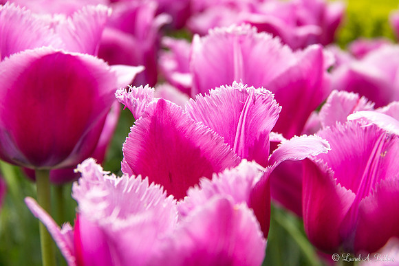 Flowers of Holland