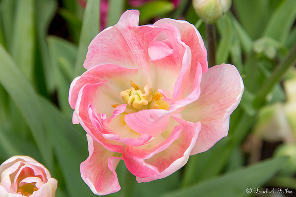 Flowers of Holland