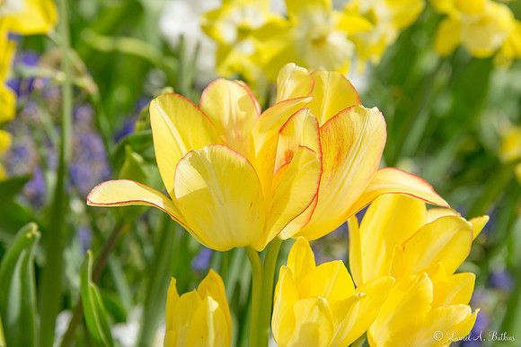 Flowers of Holland