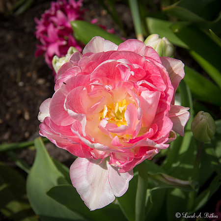 Flowers of Holland