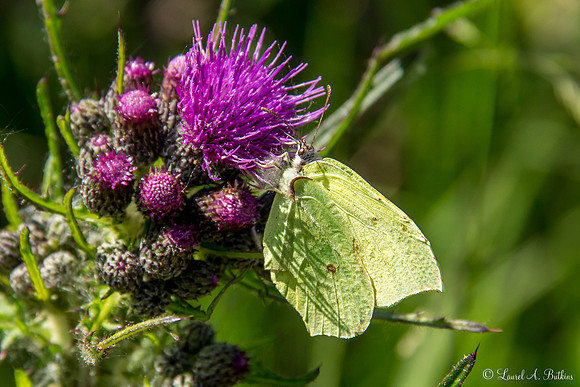 Brimstone Butterfly