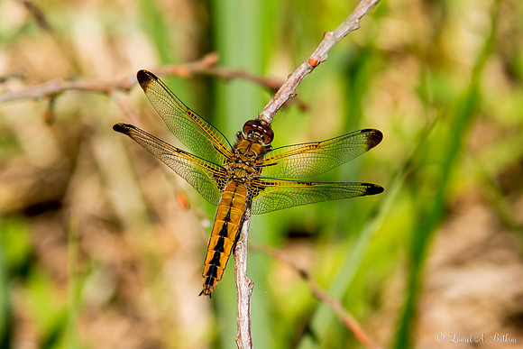 Blue Chaser Dragonfly