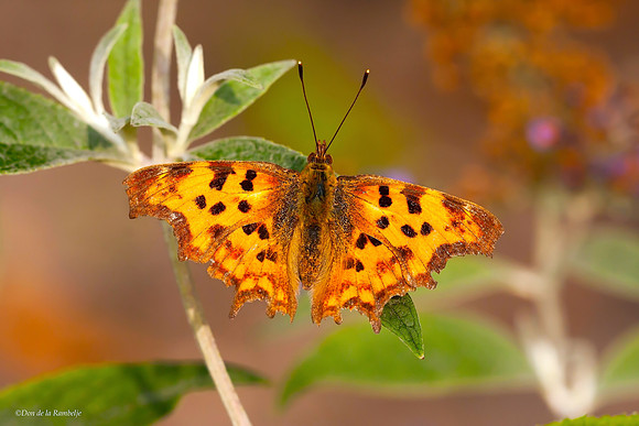 Comma