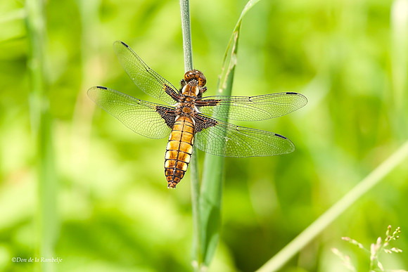 Broad-Bodied Chaser