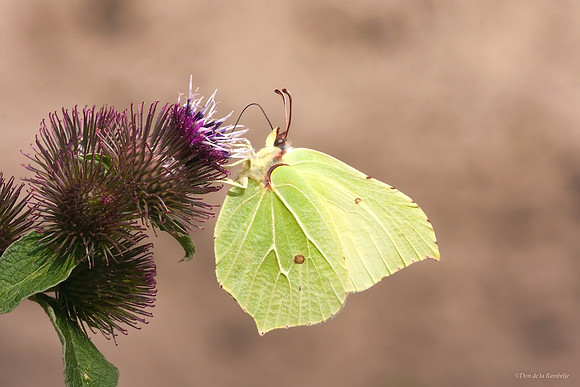 Common Brimstone