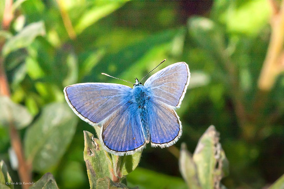 Common Blue