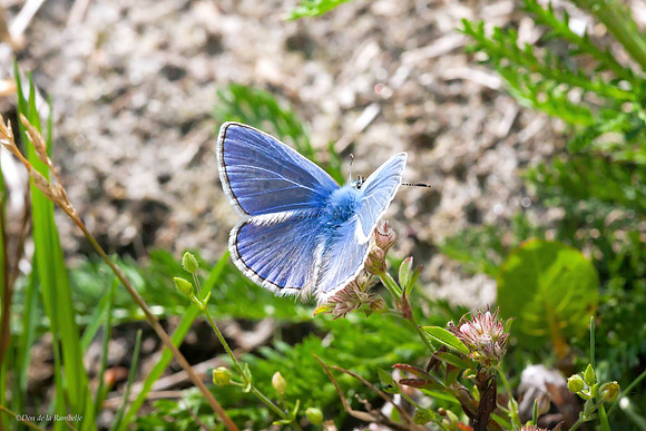 Common Blue