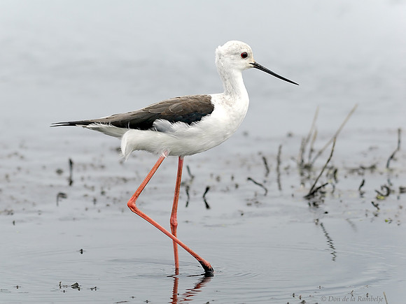 Black-winged Stilt