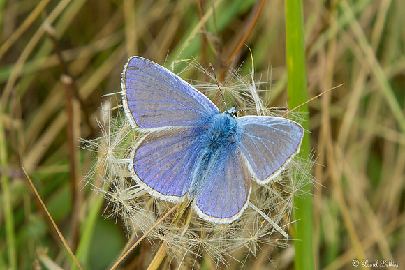 Common Blue