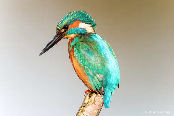 Common Kingfisher