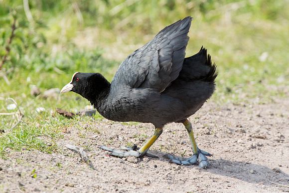 Common Coot