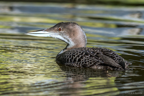 Common Loon
