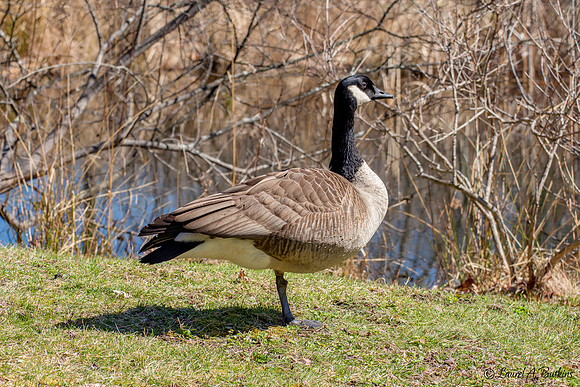 Canada Goose