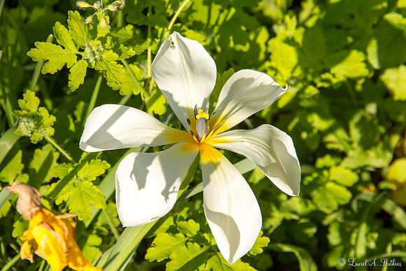 Wildflower
