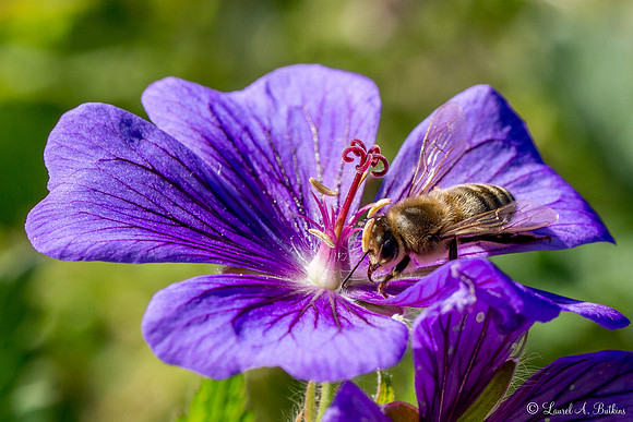 Foraging Bee on Meadow Cranesbill