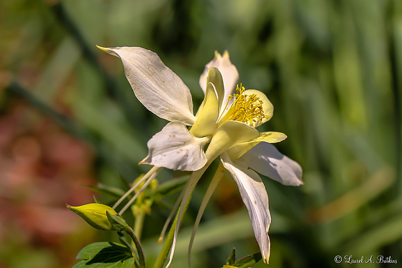 Fragrant Columbine
