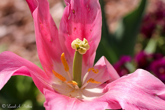 Inner Beauty