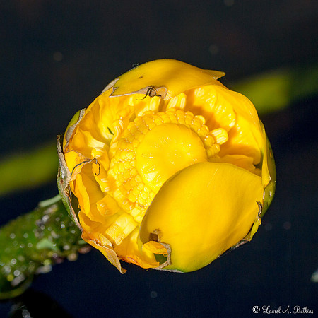Blooming Water Lily