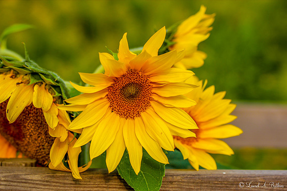 Sunning Sunflowers