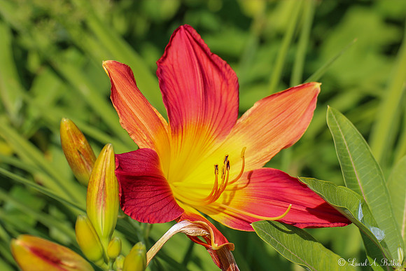 Orange Lily