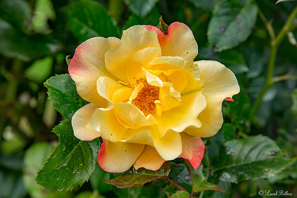 Westbroekpark Rose