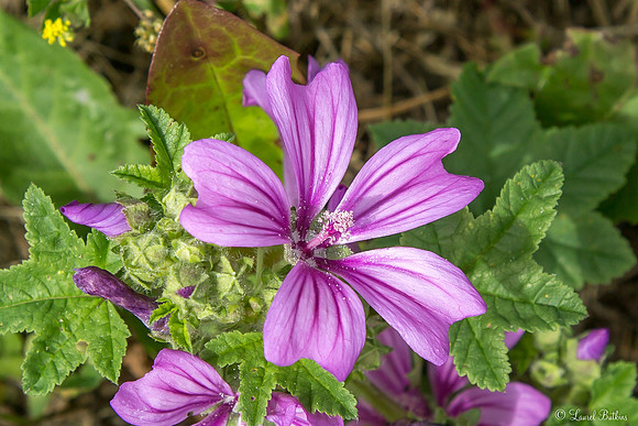 French Pyrenees Flower