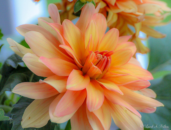 Blooming Dahlia