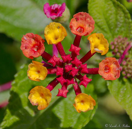 Lantana Flowers
