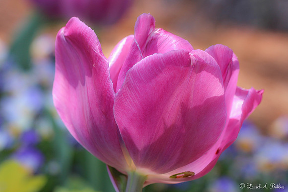 Pink Tulip