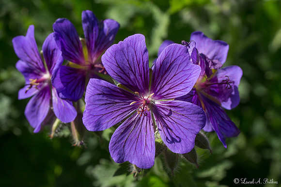 Purple Meadow Cranesbill