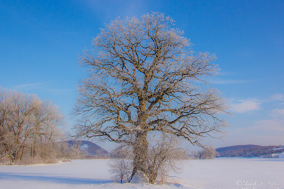 Frozen Limbs