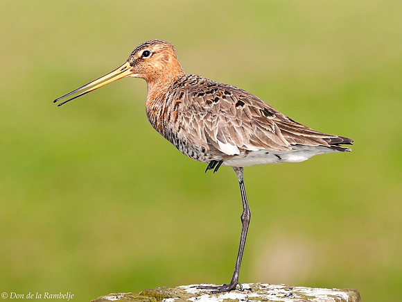 Black-Tailed Godwit