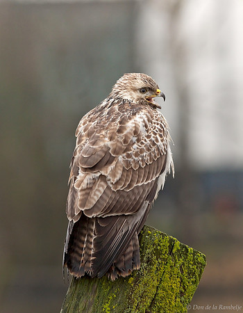 Common Buzzard