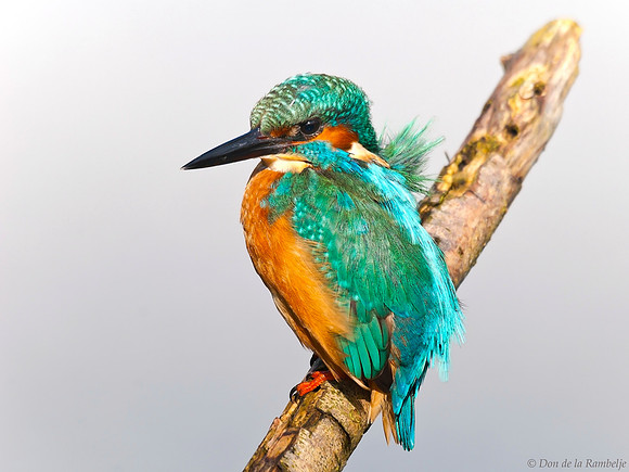 Common Kingfisher